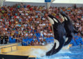 Orcas performing in Loro Parque in Tenerife.