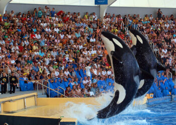 Orcas performing in Loro Parque in Tenerife.