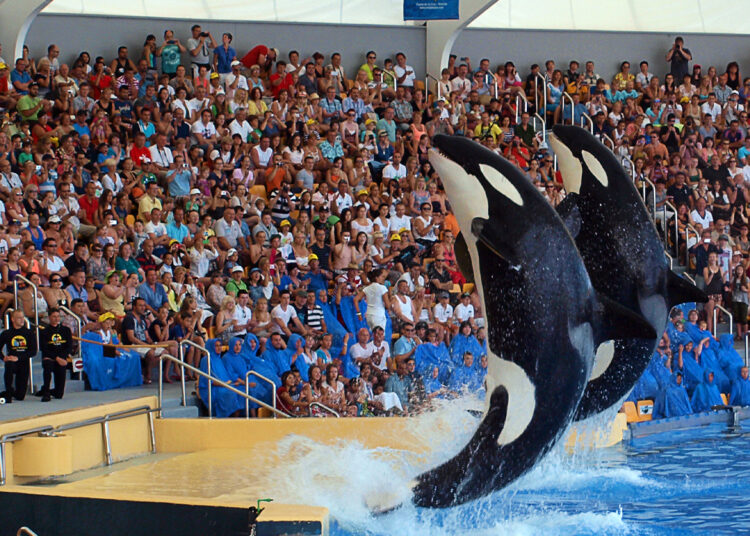 Orcas performing in Loro Parque in Tenerife.