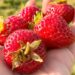 A handful of fresh strawberries. (Black Press Media file photo)