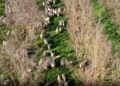 'Groundswell' spotlights regenerative agriculture movement