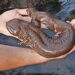 Hellbender Discovery Day set for June 13 at Ariel-Foundation Park in Mount Vernon