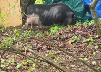 Penny the Bridgewater pig was successfully captured this week. Now, she's looking for a permanent home.