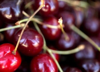 How popular Bing cherries got their name in 19th-century Oregon | Entertainment