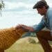 How to watch 'The Sheep Detectives' for free on Prime Video