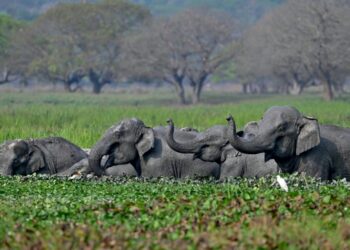 Indian stars push to end elephants in Bollywood