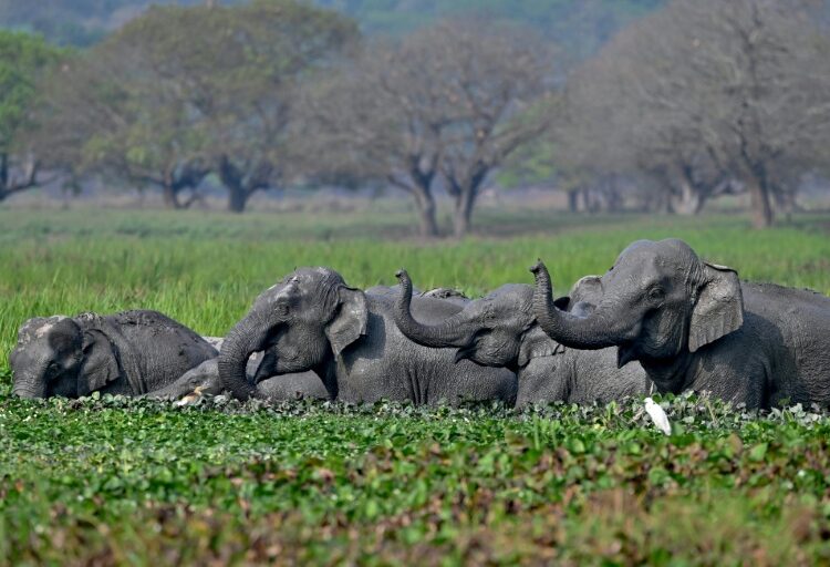 Indian stars push to end elephants in Bollywood