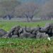 Indian stars push to end elephants in Bollywood