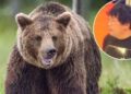 Beloved Professional Wrestling Referee Katsumi Sasazaki Killed in Horrifying Bear Attack GettyImages 612837824