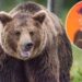 Beloved Professional Wrestling Referee Katsumi Sasazaki Killed in Horrifying Bear Attack GettyImages 612837824