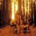 aussie bands - fountain lakes 2026
