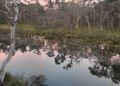 Our Royal family: Platypus project proves wildly successful