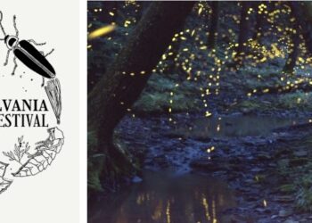 PA Environment Digest Blog: 14th PA Firefly Festival Will Be Held June 26-27 Exhibits & Entertainment In Downtown Tionesta, Forest County