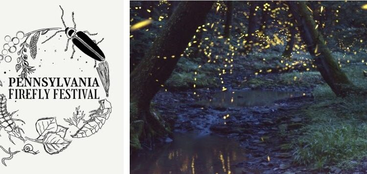 PA Environment Digest Blog: 14th PA Firefly Festival Will Be Held June 26-27 Exhibits & Entertainment In Downtown Tionesta, Forest County