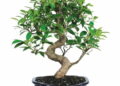 Brussel's Bonsai Ficus Bonsai Live Tree