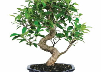 Brussel's Bonsai Ficus Bonsai Live Tree