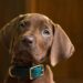 'Scooby-Doo: Origins' on Netflix reveals its very good, real-life pup