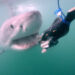 Shark Week 2026's
