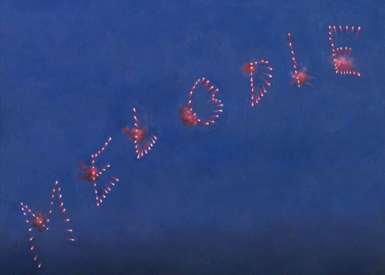 Image may contain Fireworks Animal Fish Sea Life and Outdoors
