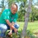 Tree suckers should be cut to protect tree's shape, energy | Entertainment/Life