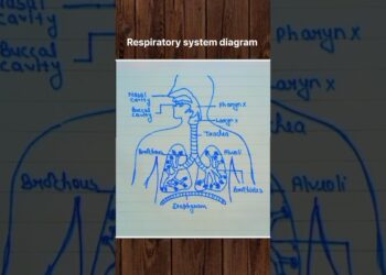 Digestive system diagram 👍🏻 #digestivesystem #diagram #biology #bio #art #artist #reelsindia #shorts