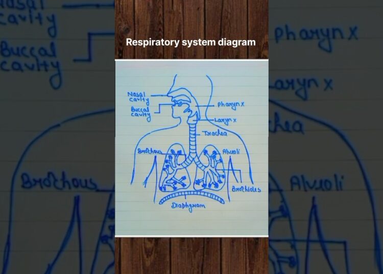 Digestive system diagram 👍🏻 #digestivesystem #diagram #biology #bio #art #artist #reelsindia #shorts