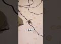 This Tiny Spider Made An Artist A Millionaire 😳