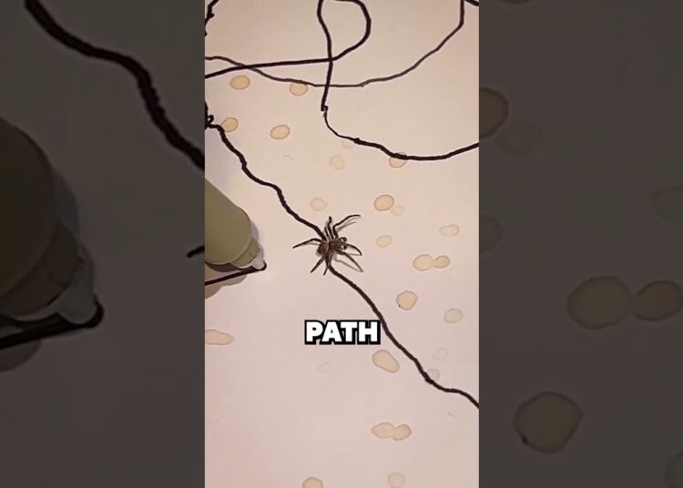This Tiny Spider Made An Artist A Millionaire 😳