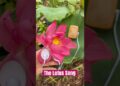 Let’s listen to the song of my lotus with my @PlantWave  🤩🪷✨#garden #lotus #music #ad