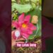 Let’s listen to the song of my lotus with my @PlantWave 🤩🪷✨#garden #lotus #music #ad