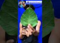 Peepal Leaf Art 🌿 | Two Beautiful Girls Portrait on One Leaf 🎨✨ #youtubeshorts #Shorts #ytshorts #yt