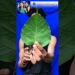 Peepal Leaf Art 🌿 | Two Beautiful Girls Portrait on One Leaf 🎨✨ #youtubeshorts #Shorts #ytshorts #yt