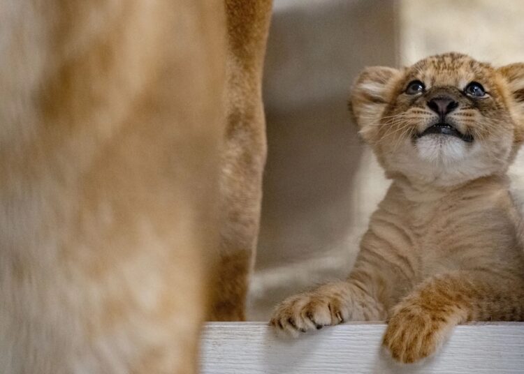 260513 Lioncub Hq Cg 008 Edit