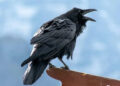 raven