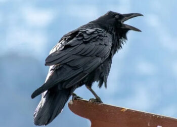 raven