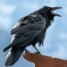 raven