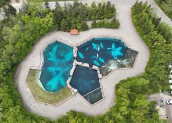 A drone view of three large outdoor pools, surrounded by concrete and green trees. Dolphins or beluga whales can be seen swimming in the pools.
