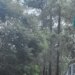 Columbia County's Bartram Trail could add 38 homes under new proposal