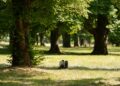 ECFR’s summer entertainment list 2026