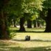 ECFR’s summer entertainment list 2026