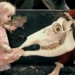 Alice (1988)