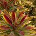 Spectacular Flowering Euphorbia Ascot Rainbow Potted Plant, Great as a Accent Plant