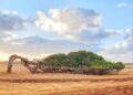 A bent tree continues to thrive after being blown over.