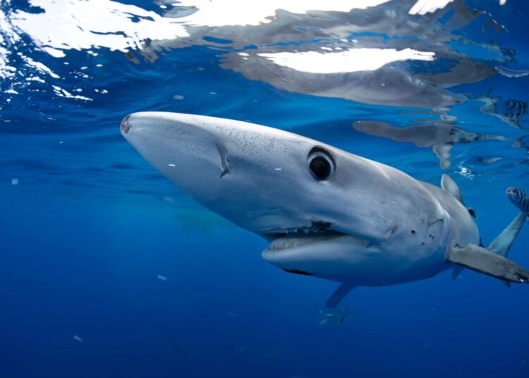 Here's where to watch Shark Week live for free without cable