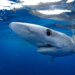 Here's where to watch Shark Week live for free without cable
