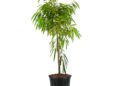 Ficus Alii Tree Form, Ficus Maclellandii &ndash; Tropical Indoor Plant, Live Houseplant With Glossy Green Leaves, Air Purifying, Low Maintenance Garden Decor