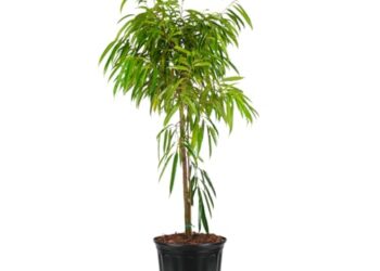 Ficus Alii Tree Form, Ficus Maclellandii &ndash; Tropical Indoor Plant, Live Houseplant With Glossy Green Leaves, Air Purifying, Low Maintenance Garden Decor