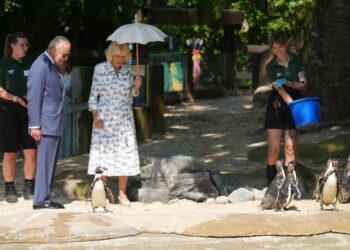 Some 71 Humboldt penguins live at the zoo in Regent’s Park (Jonathan Brady/PA) (PA Wire)