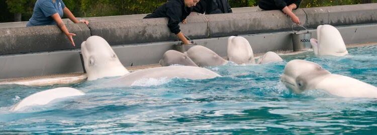 Marineland Canada's Beluga Whales Going to U.S. Marine Entertainment Facilities - The Whale Sanctuary Project