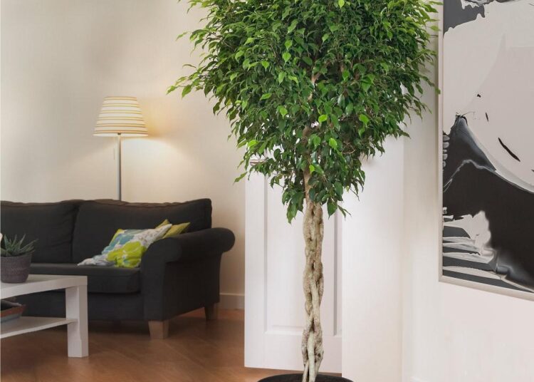 Braided Benjamina Ficus Tree